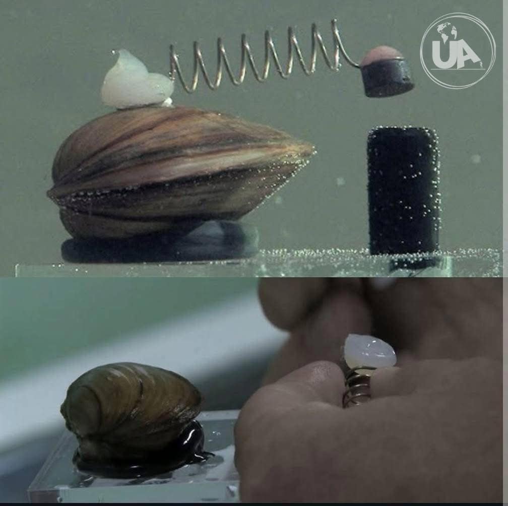 biomonitoraggio a cozze per l'acquedotto di Varsavia e non solo...