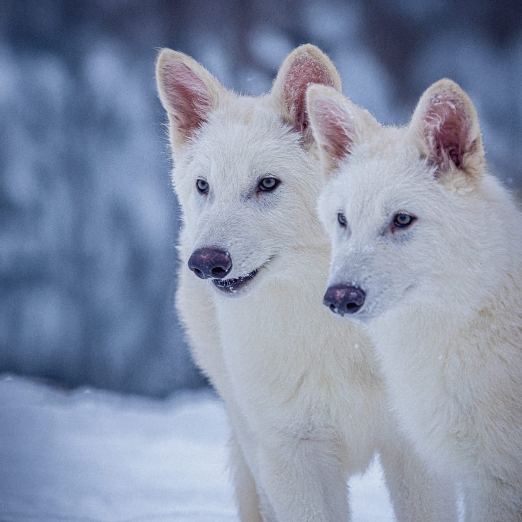 Riportato in vita l'enocione