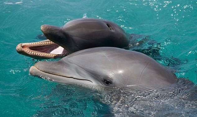 I delfini si parlano e si drogano
