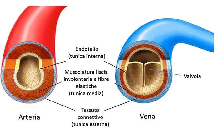 Proteina Spike dei Vaccini mRNA