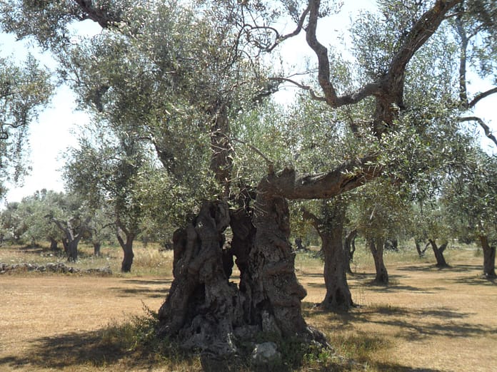 In Sicilia si coltivavano gli olivi già 3700 anni fa