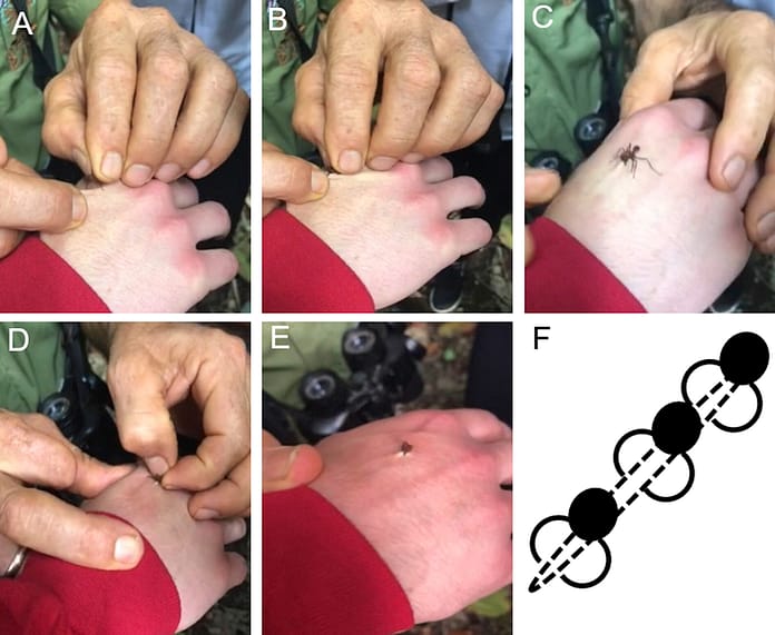 formiche per suturare le ferite